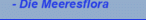 - Die Meeresflora